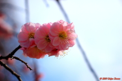 Japanese apricot