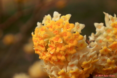 Edgeworthia chrysantha