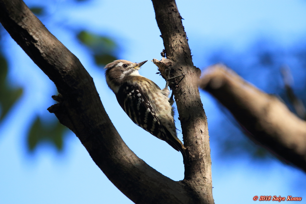 Japanese Pygmy Woodpecker