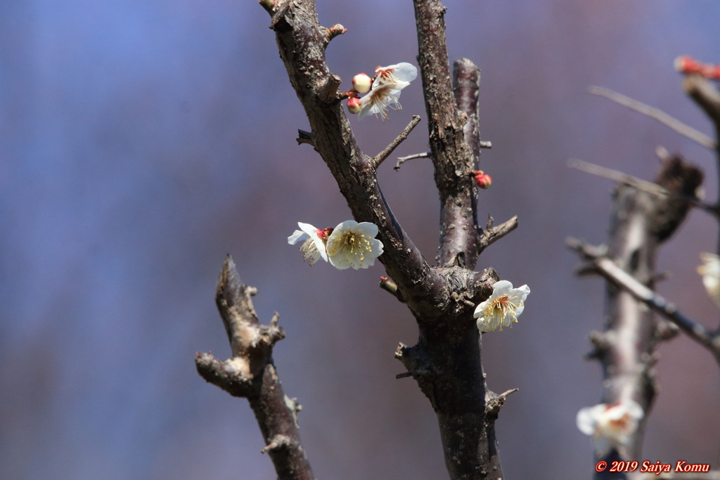 Prunus mume