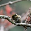 タイワンホオジロシマリス
