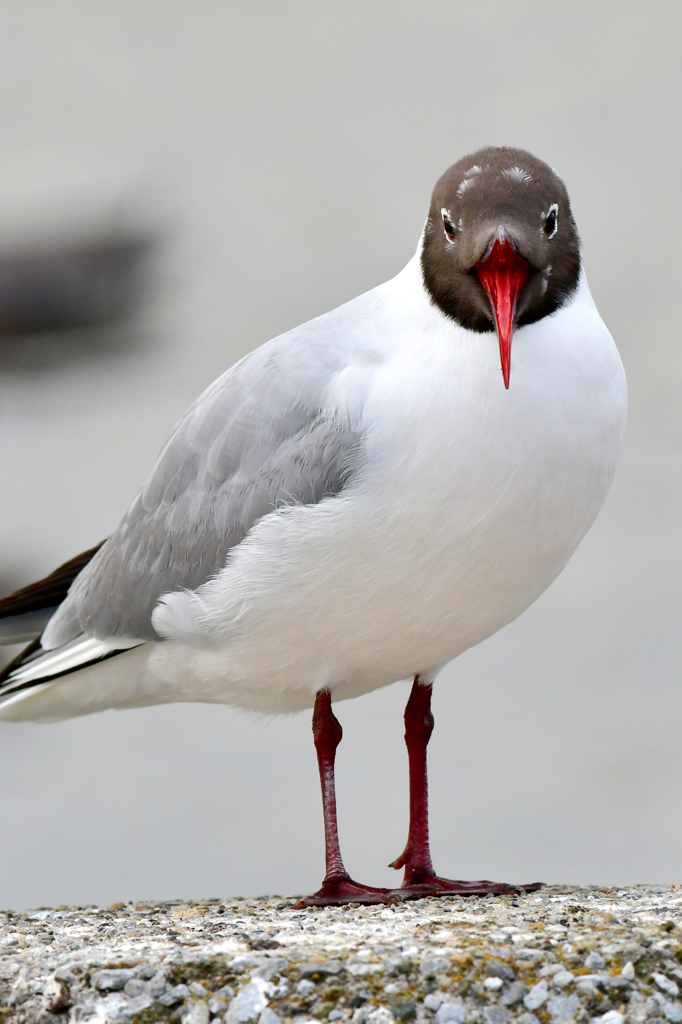 ユリカモメ