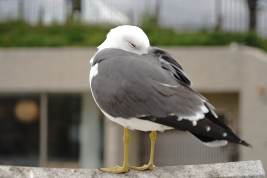 羽休め