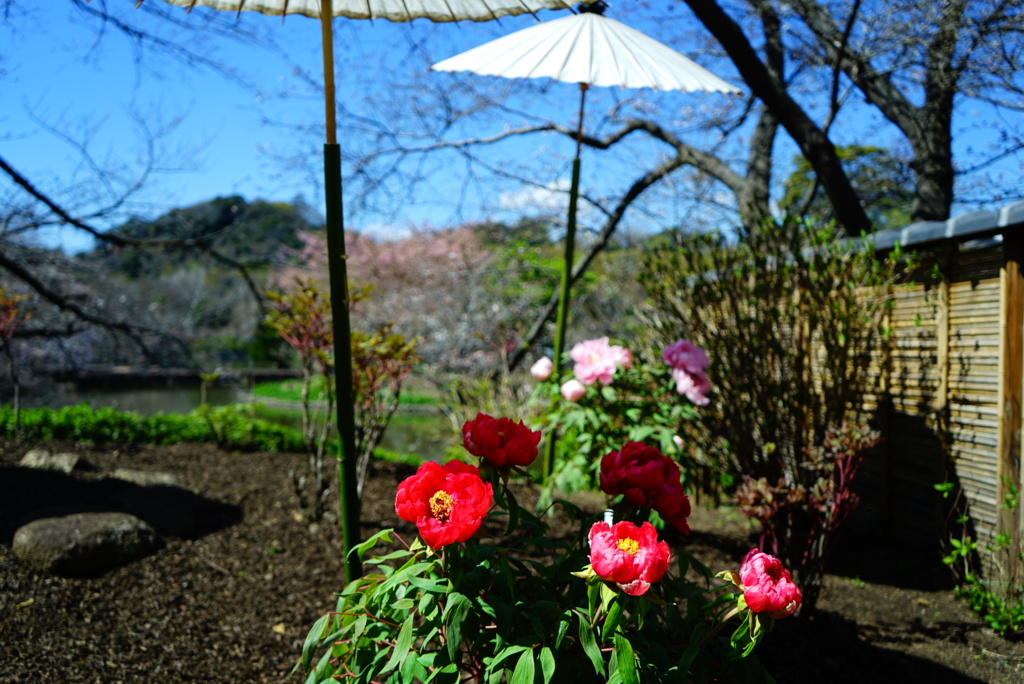 花の家族
