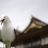 蕪島の番人