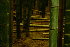 嵯峨野 竹林の小径