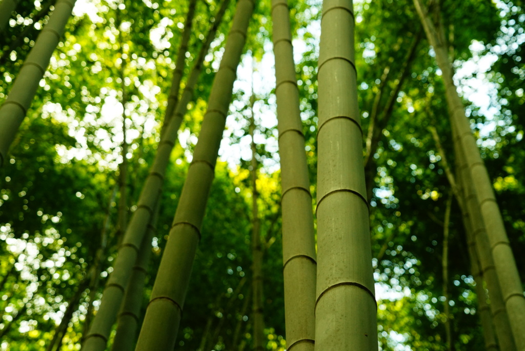 竹林の小径