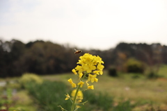 ハチと菜の花
