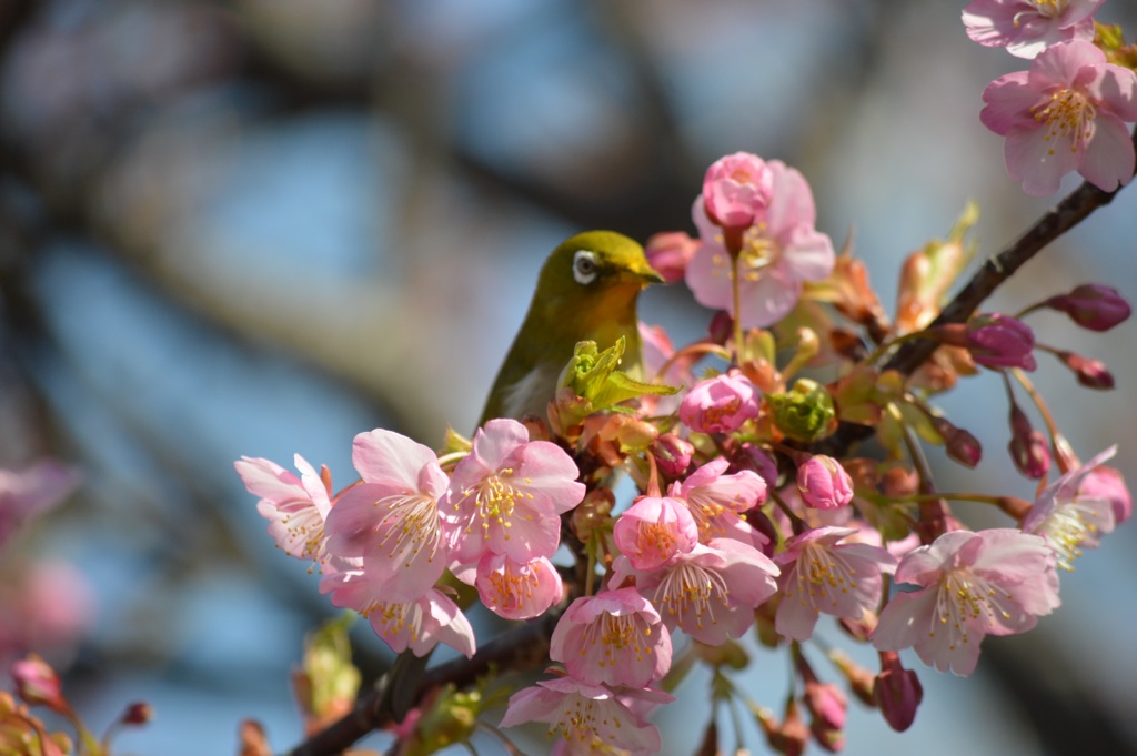 河津桜とメジロ