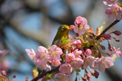 河津桜とメジロ