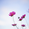 2022　秋桜#2