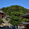 鶴岡八幡宮　杜　青空