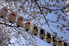 中野　北口　桜