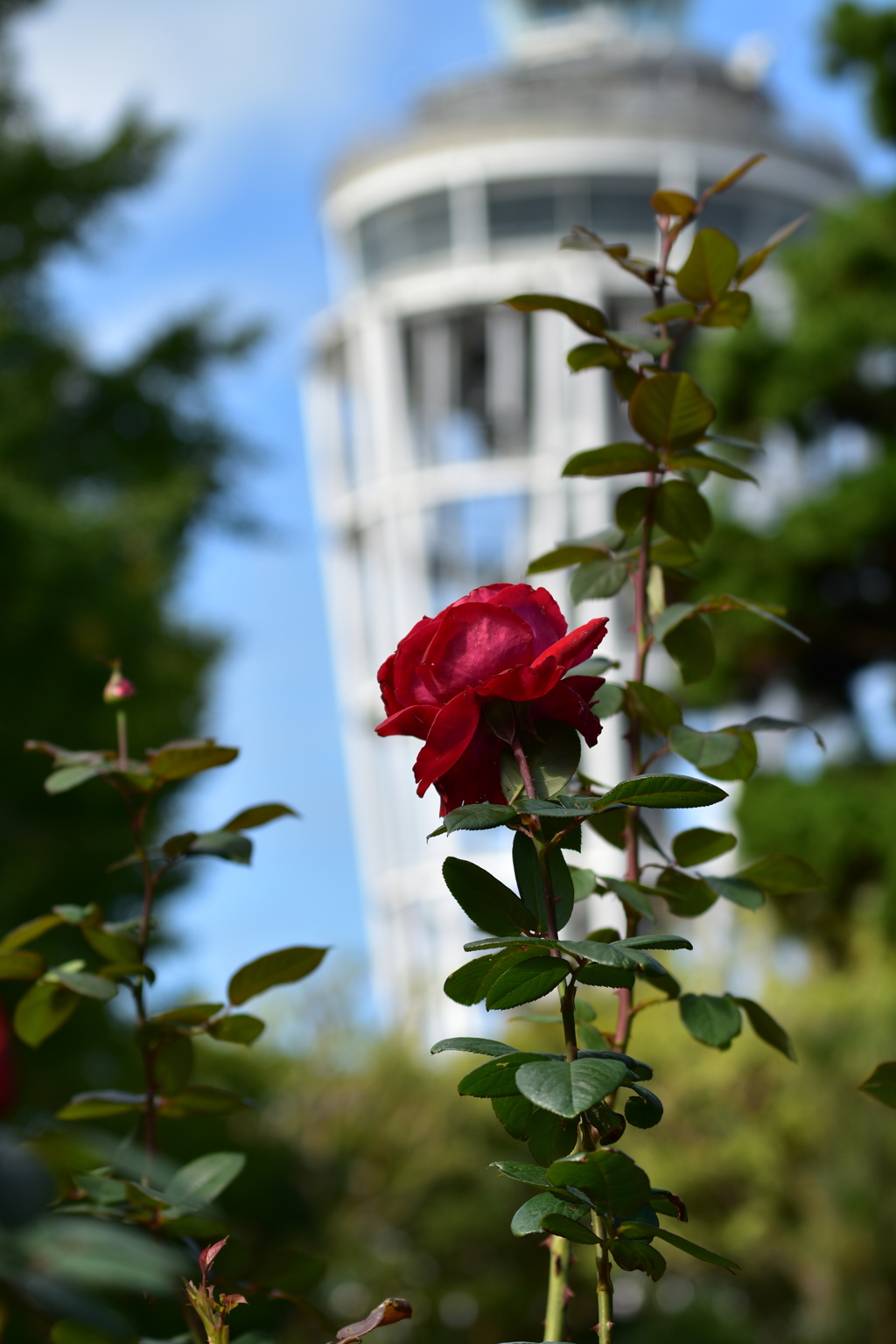 江ノ島　シーキャンドル 薔薇