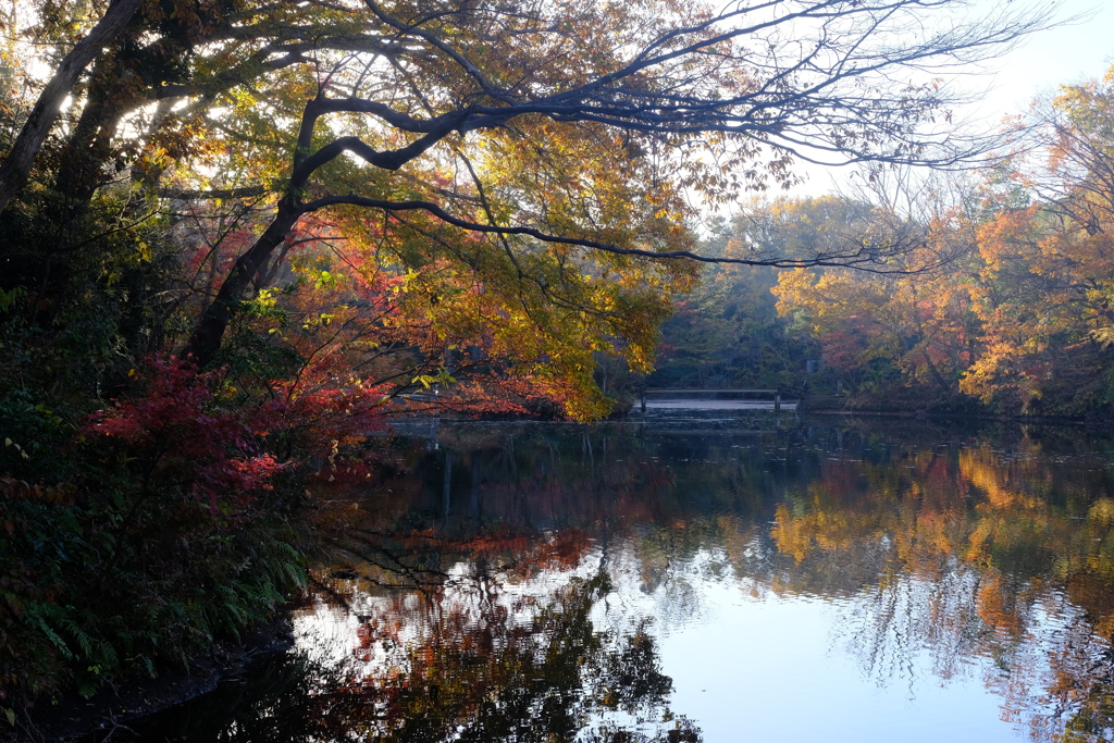 2023　震生湖　紅葉