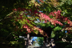 円覚寺　紅葉　色づき始め