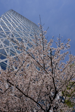 新宿　西口　桜