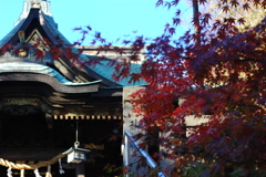2023　紅葉　白幡神社