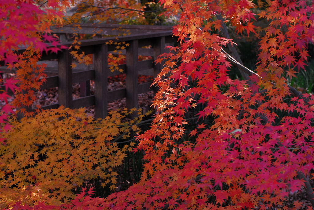 2023　こども自然公園　紅葉