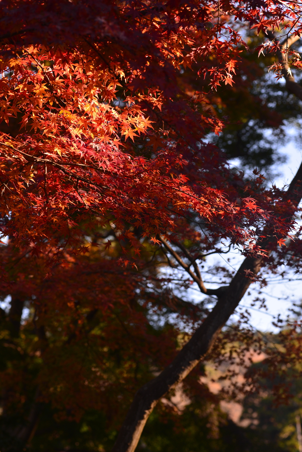 2021　秋　円覚寺　落葉