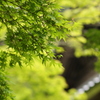鎌倉 新緑 令和