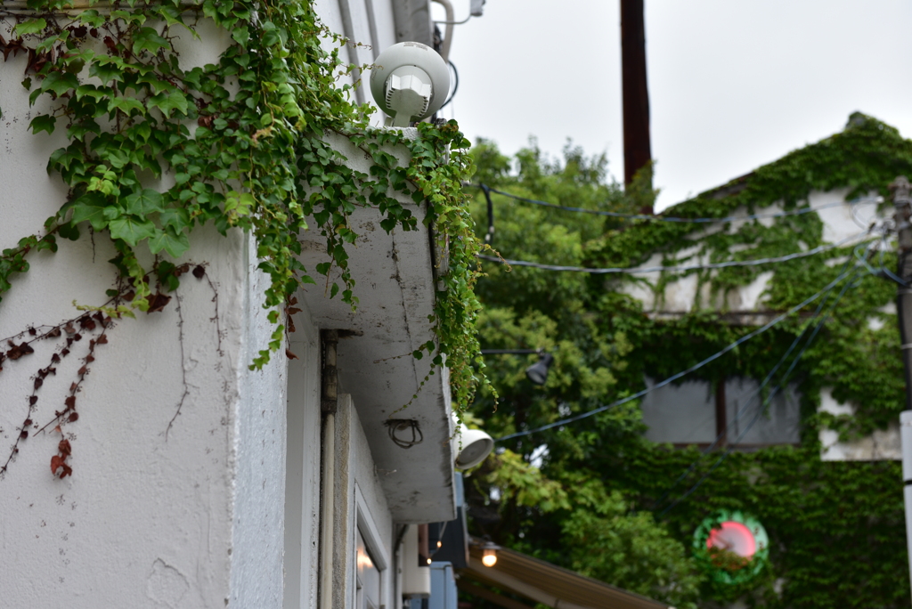 横浜　大桟橋付近　ツタ這う店