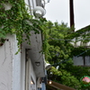 横浜　大桟橋付近　ツタ這う店