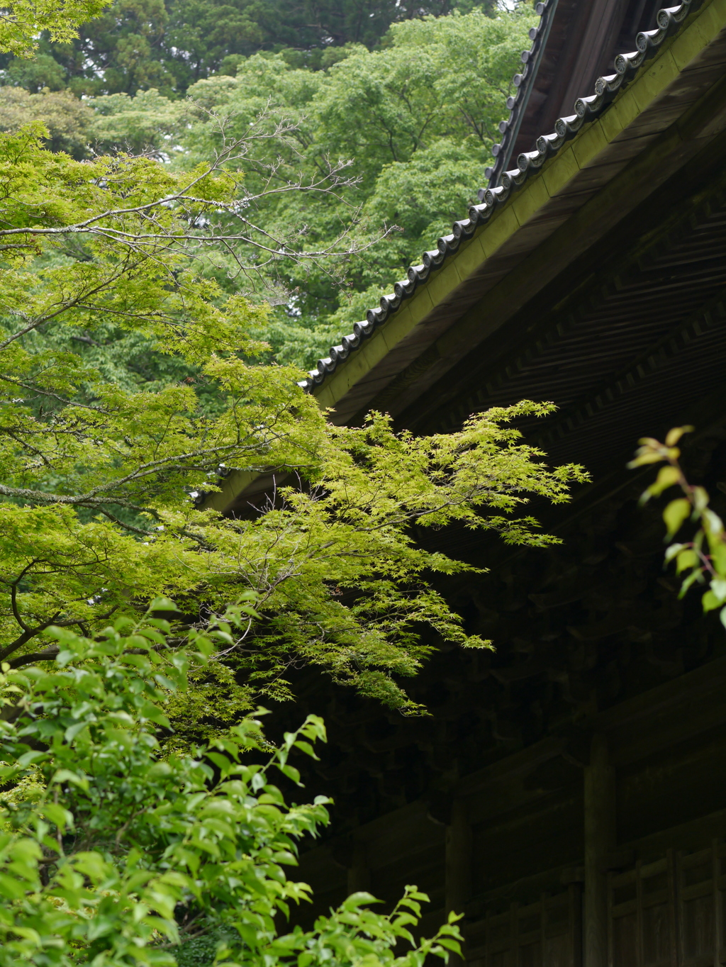 2025/5 お寺と青葉