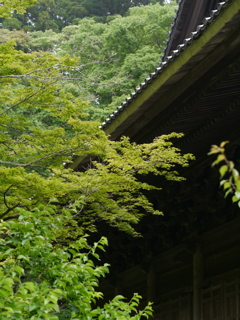 2025/5 お寺と青葉