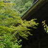 2025/5 お寺と青葉