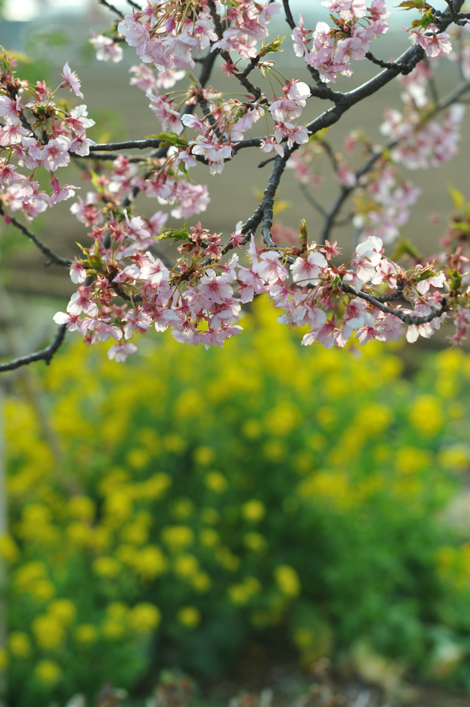河津桜　菜の花　小出川#1