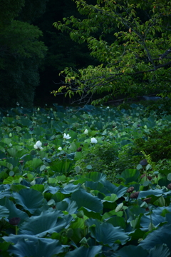 2025 鶴岡八幡宮 平家池 蓮