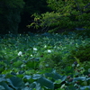 2025 鶴岡八幡宮 平家池 蓮