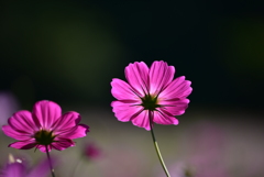 秋桜　秋晴れ　くりはま花の国　　
