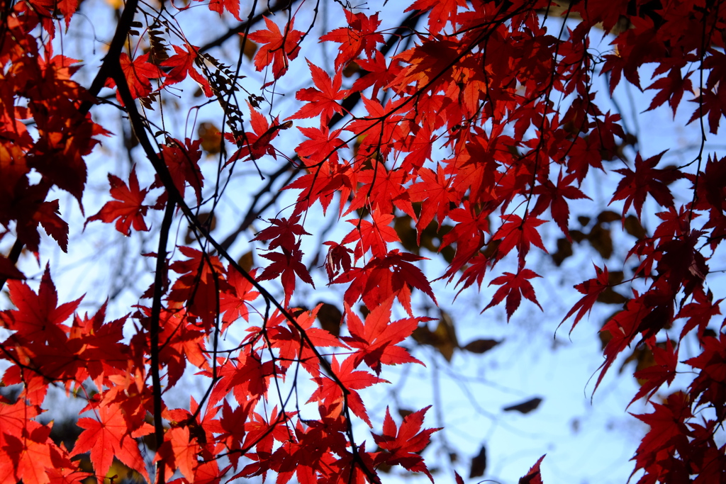 2023　震生湖　紅葉