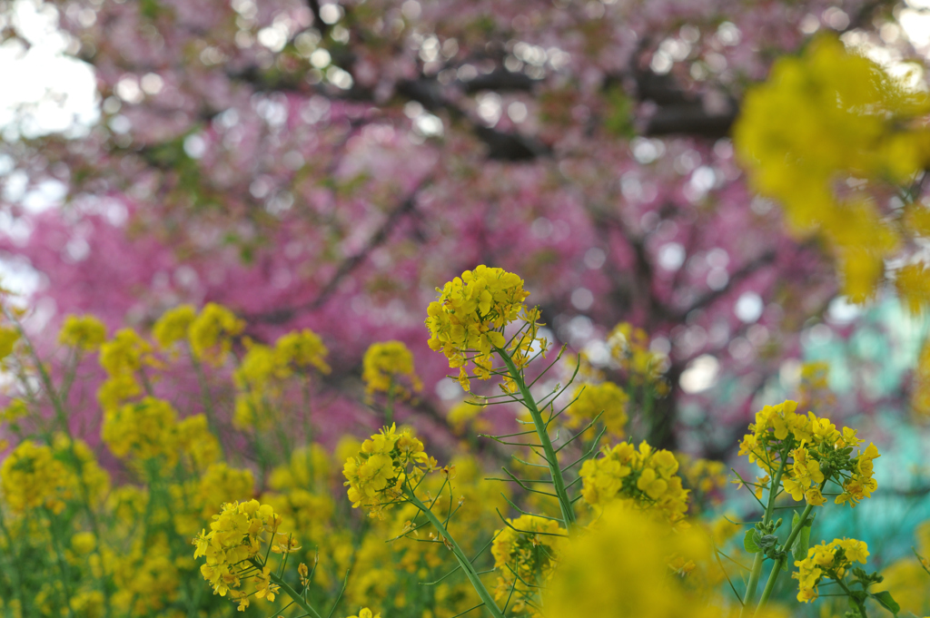 河津桜　菜の花　小出川#3