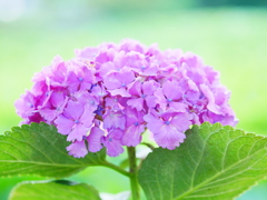 小田原城　蓮の池　紫陽花
