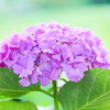 小田原城　蓮の池　紫陽花