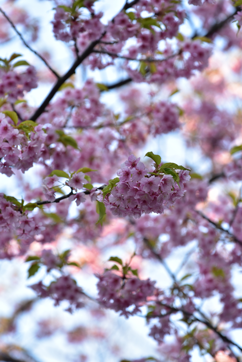 江ノ島　河津桜　2022