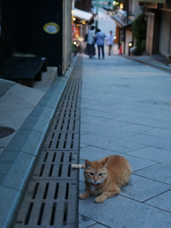 寛ぐ猫　閑散　江ノ島