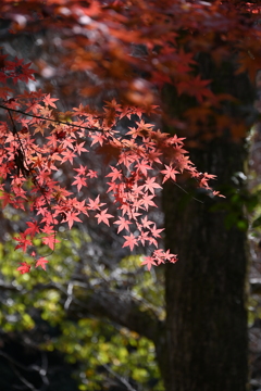 2022秋 震生湖　紅葉