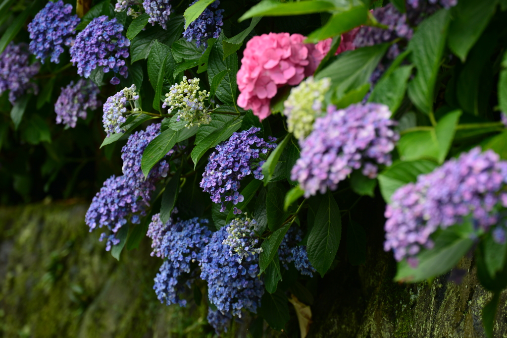 紫陽花　石垣　鎌倉