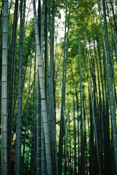 鎌倉