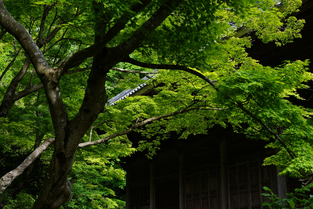 2022 新緑 妙本寺#1