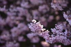 太陽　たちむかう春　桜