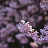 太陽　たちむかう春　桜