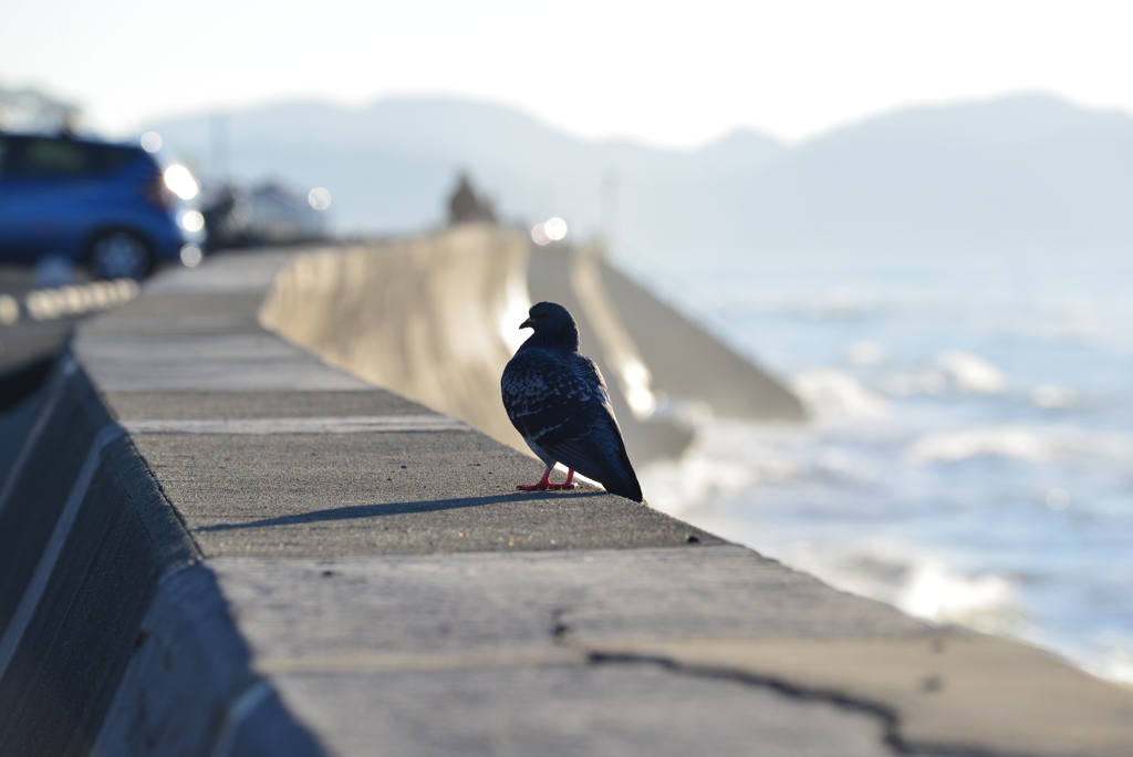 七里ガ浜　朝　鳩