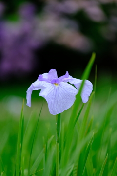 小田原城址 花菖蒲　