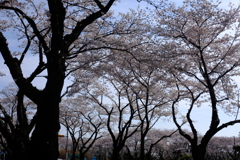 瀬谷　海軍道路　桜#1