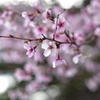 芦ノ湖　桜　2021